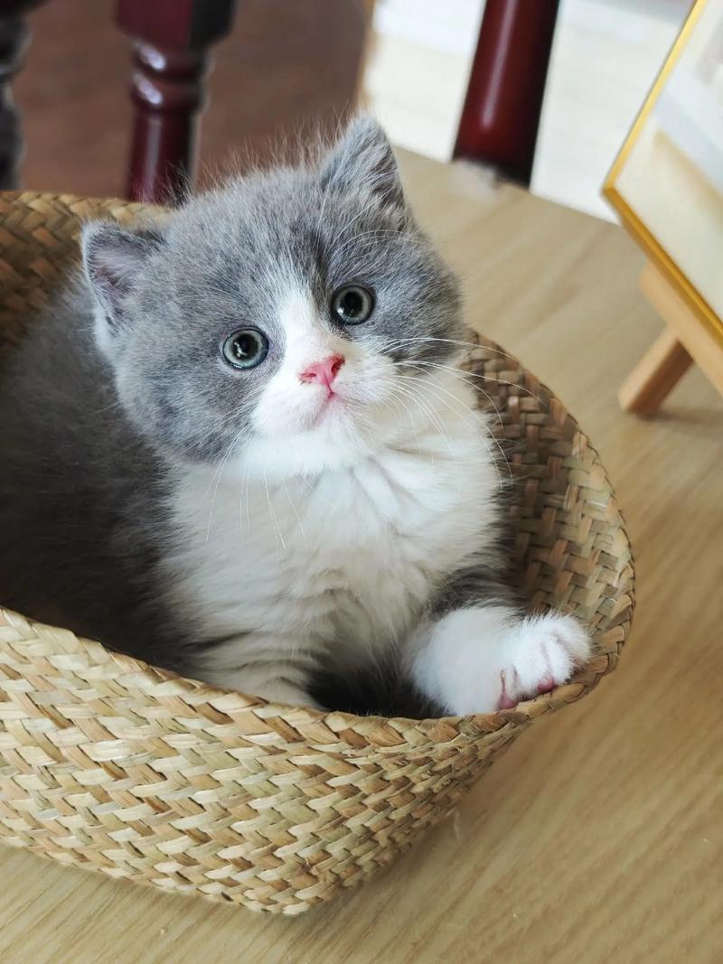 家里养什么样的猫比较好