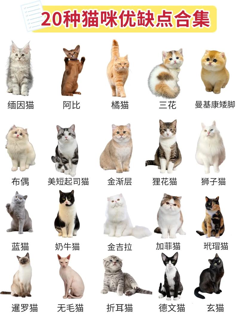 比较好养的猫前十名是什么?