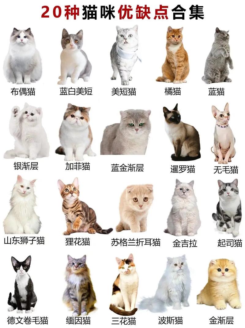 比较好养的猫前十名