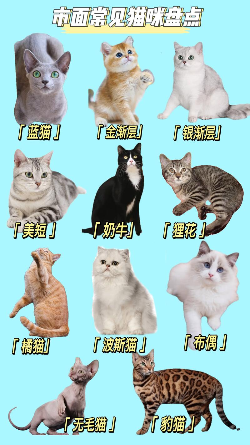老年人养什么品种的猫咪比较好?