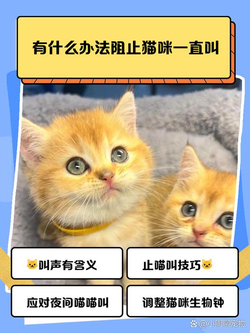 捡的流浪猫为什么晚上一直叫不停流浪猫为什么爱叫