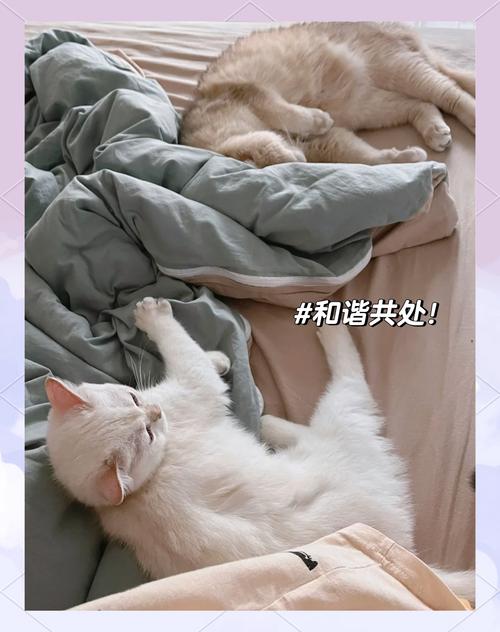 猫咪去新家注意什么