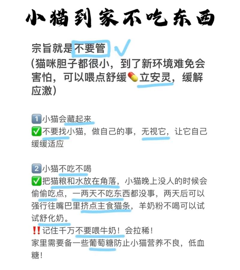 猫到一个新环境需要多久适应?