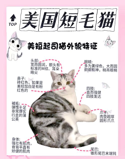 猫猫刚到家害怕怎么办