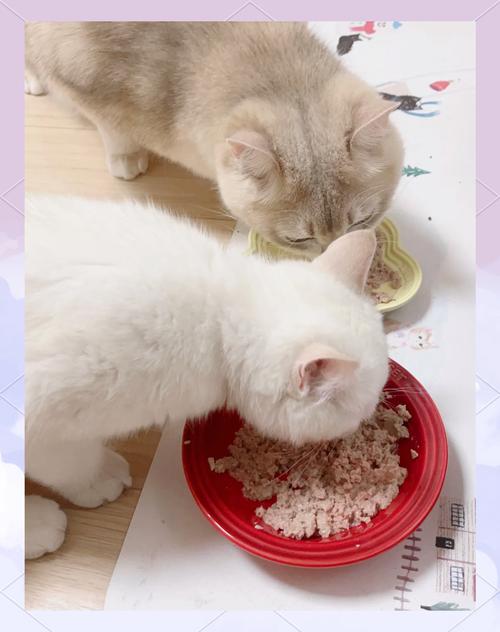 新猫到家有什么需要要注意的?