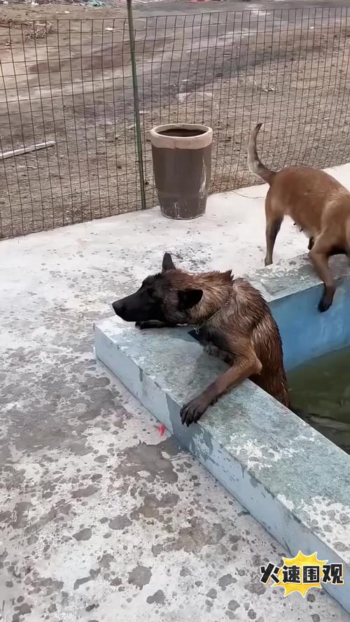 狗狗被水呛死痛苦吗