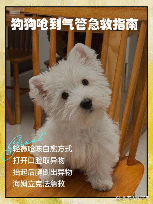 狗狗吃食物呛到气管怎么办