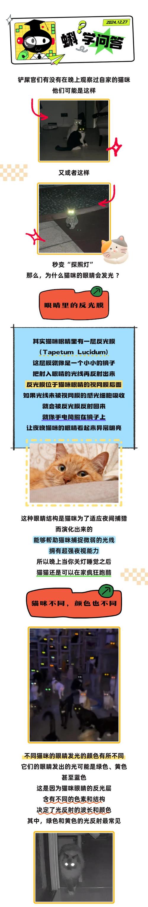 猫咪眼睛为什么会发光