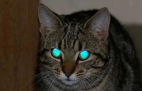 为什么猫咪眼睛夜间会发出绿光?