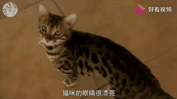 猫的眼睛为什么会发光?