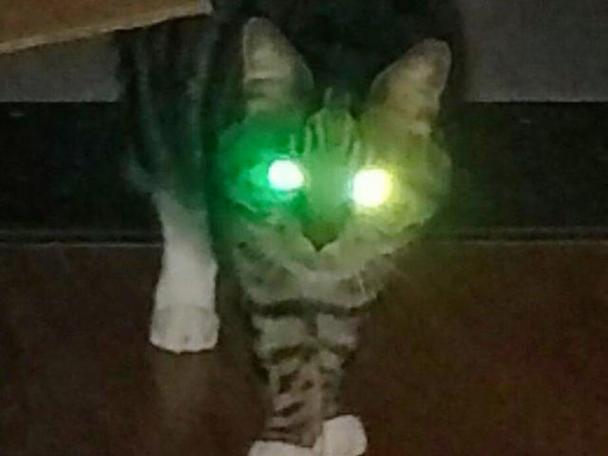 猫咪为什么会有夜光眼症状