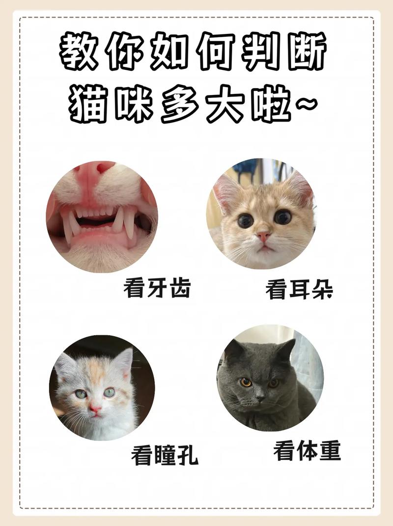 猫咪多大可以看出来呢?