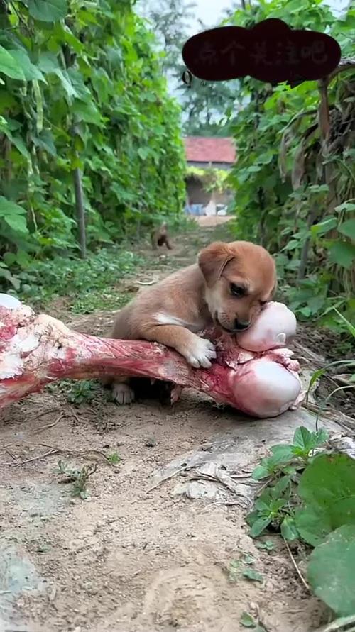 小狗可以喂骨头吗?