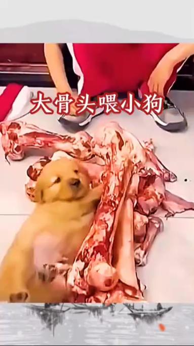 德牧多大可以喂骨头