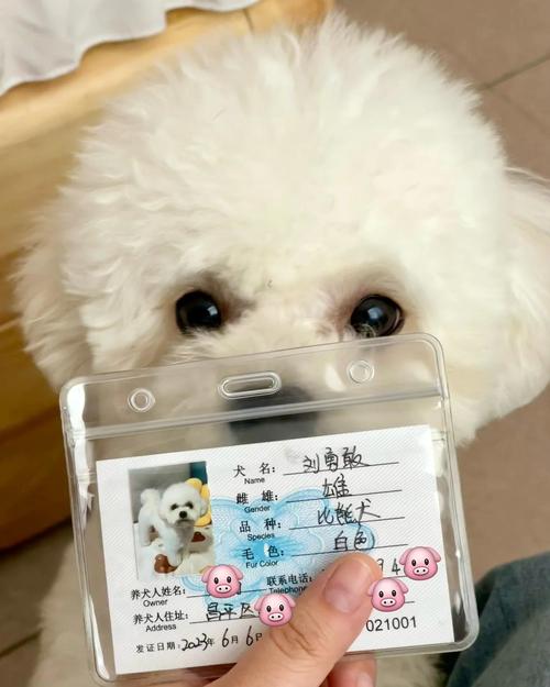狗狗怎么上户口的?