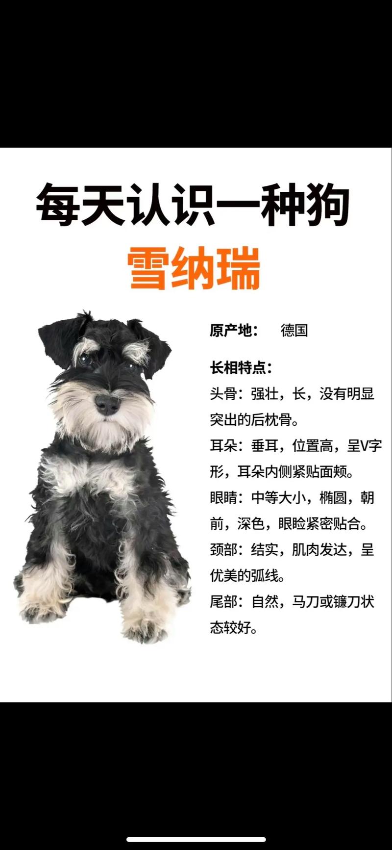 幼犬多大能吃干狗粮?