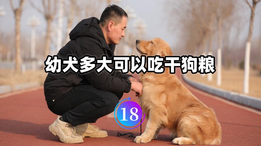两个月狗狗可以吃不泡的狗粮吗