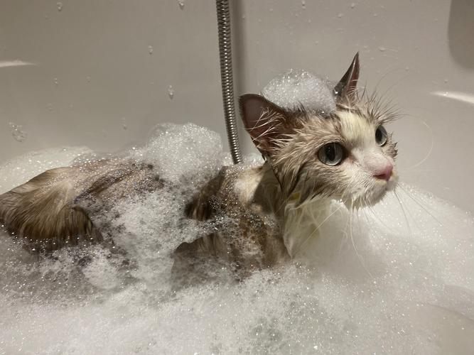 猫洗完澡一直抖