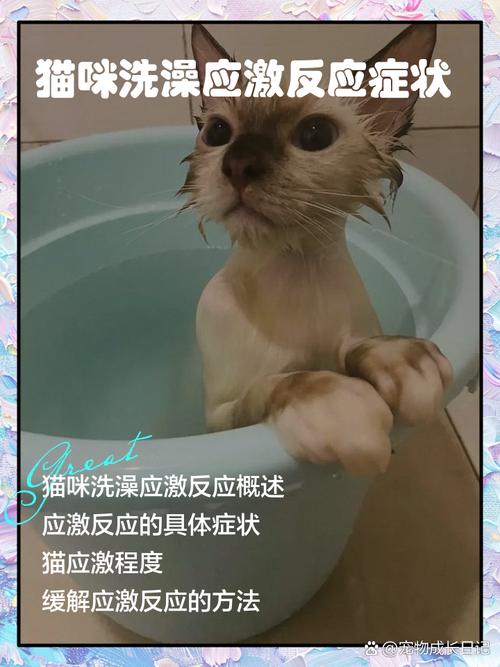 猫咪洗完澡的应激反应会有什么症状?