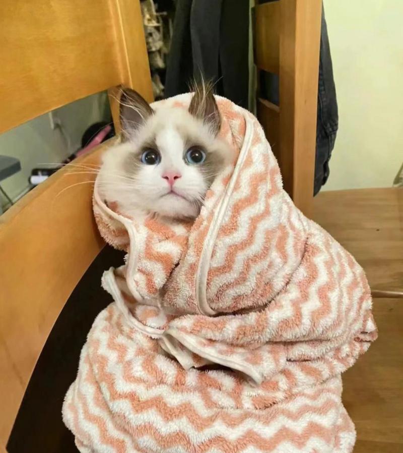 小猫洗完澡浑身发抖