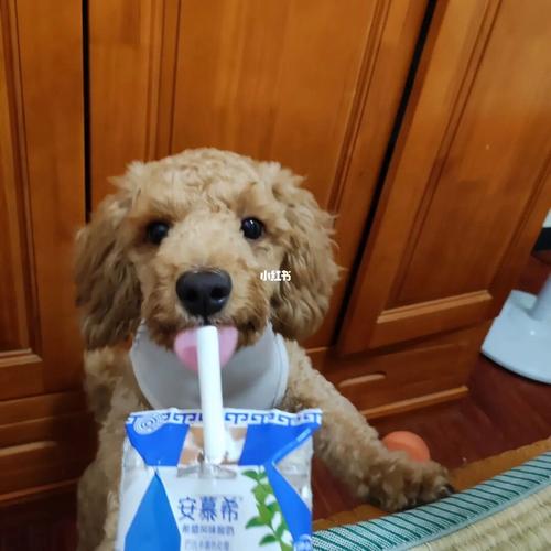 泰迪喝酸奶有什么好处