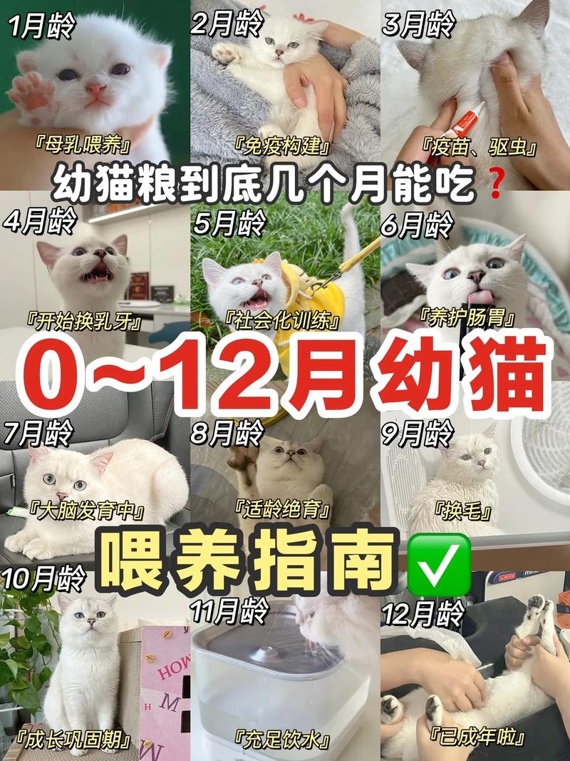 猫咪几个月可以吃猫粮