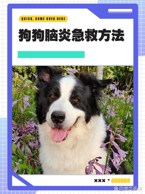 狗狗脑炎有啥急救办法吗