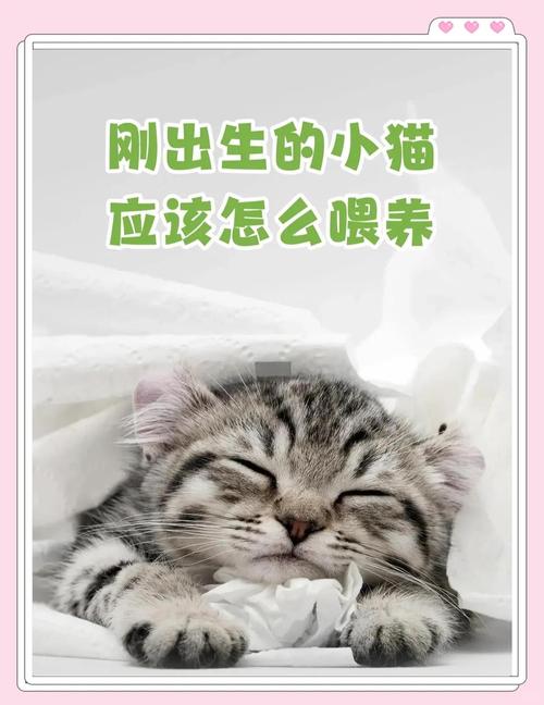 刚出生的小猫怎么喂奶
