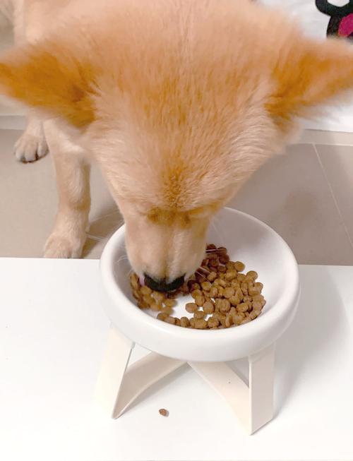 夏天狗狗不吃饭正常吗