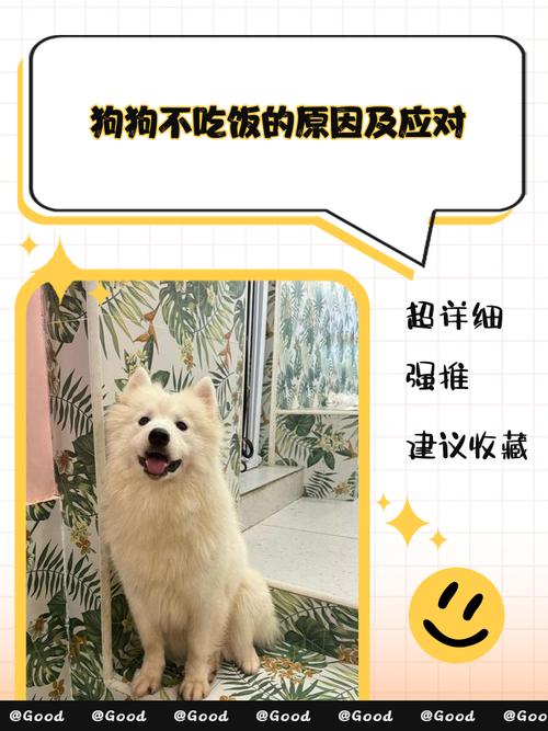 狗狗夏天不怎么吃东西正常吗