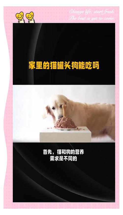狗狗可以吃猫罐头吗?