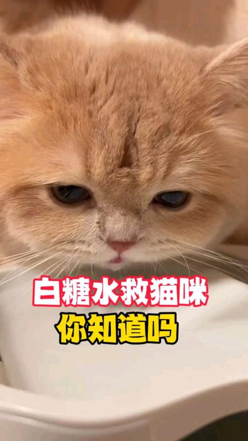 猫咪可以喝糖水吗