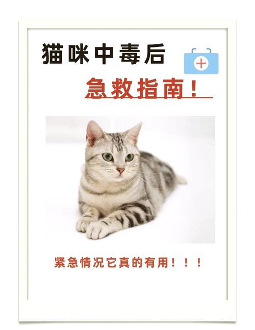 猫咪喝糖水有什么好处