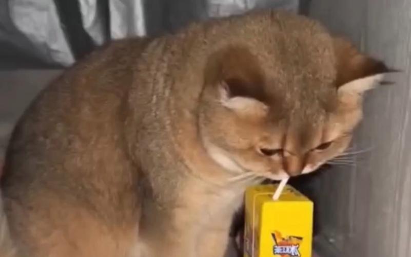 猫喝凉水会不会拉肚子