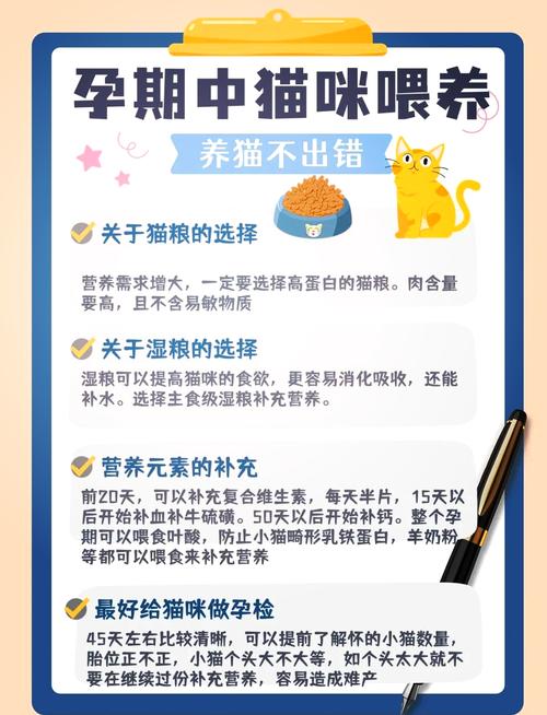 猫咪怀孕吃什么补充营养?