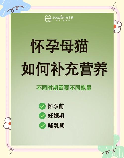 给怀孕猫吃什么