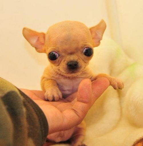 最小狗狗的品种