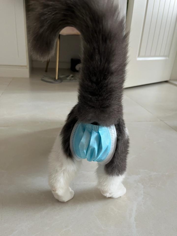 猫咪在床上尿的应对办法有哪些?