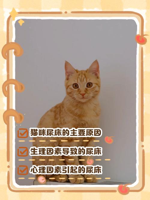 猫咪在床上尿的应对办法