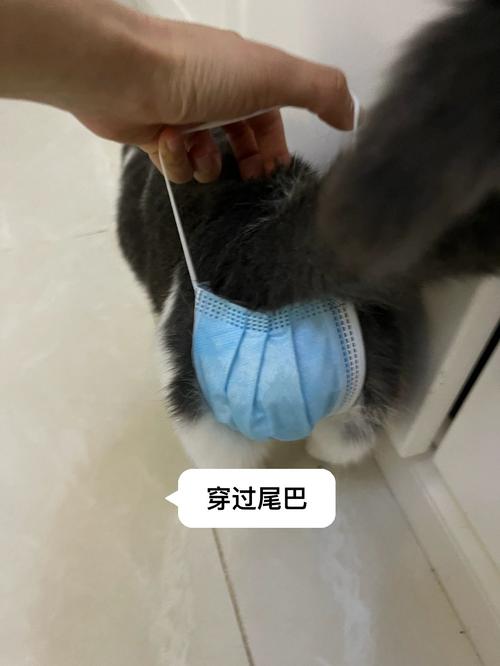 母猫乱尿的原因是什么?详细分析及解决办法