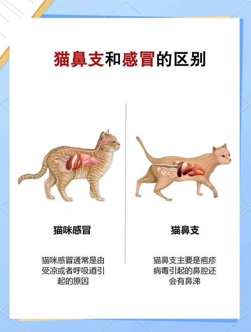 怎么判断猫咪感冒