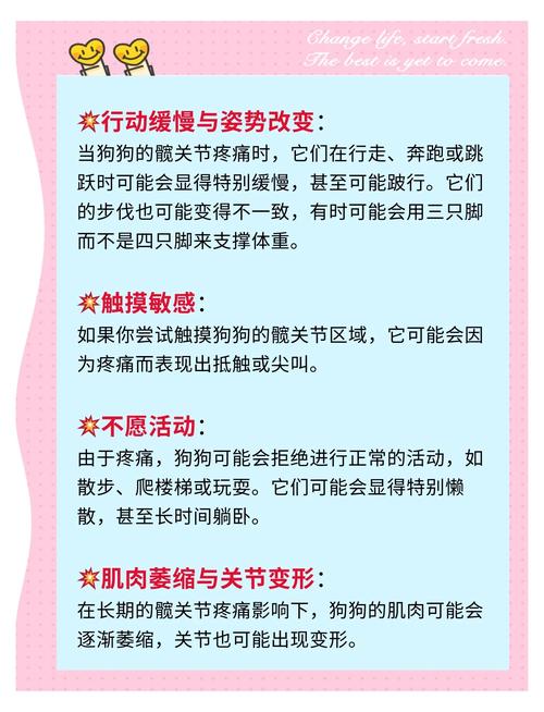 狗狗髋关节疼痛怎么办