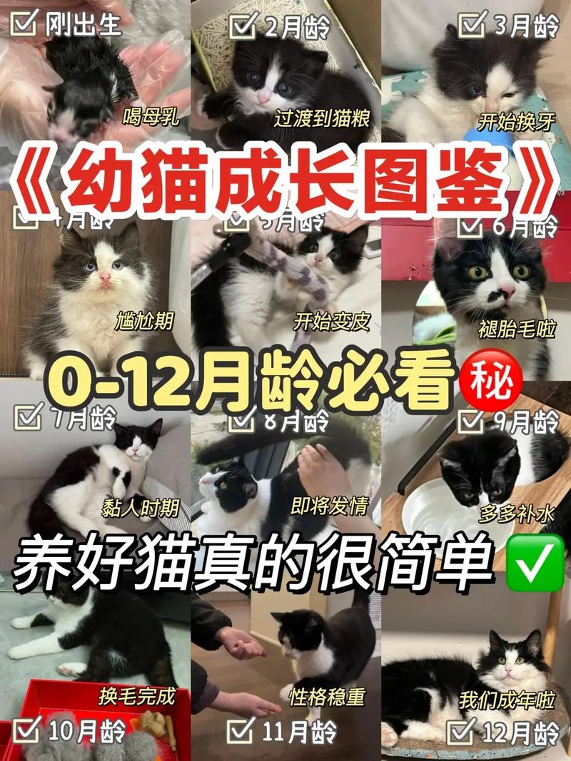 猫咪不同生长周期的变化都有哪些?