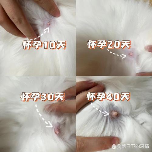 母猫怀孕多久会吐