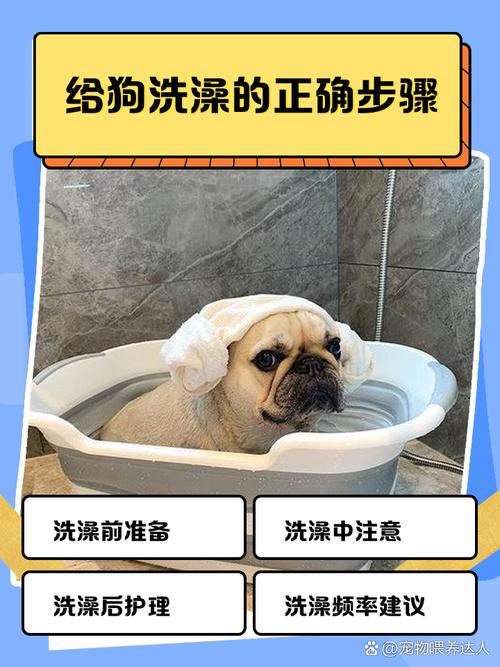 怎么给狗狗洗澡需要注意哪些