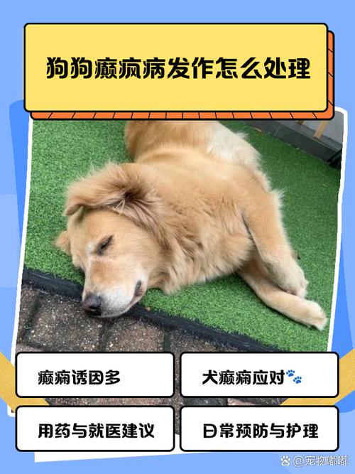 狗狗癫疯怎么处理