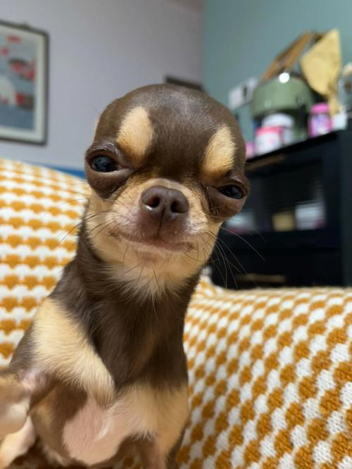 脸两边扁的狗有哪些品种?