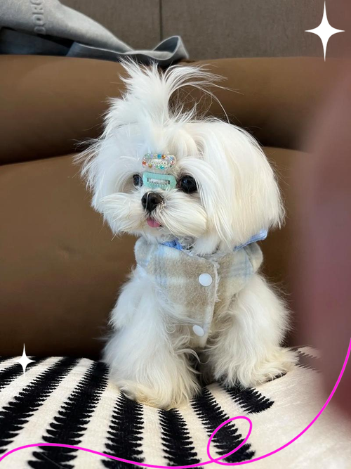 品相可爱的狗狗有什么品种的呢?