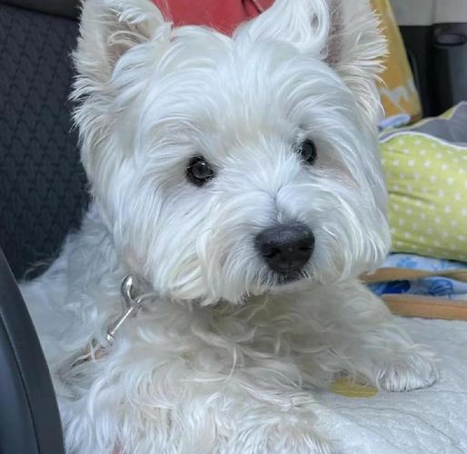 狗的头很圆,有一双圆圆的大眼睛,舌头比较长,鼻子小而上翘,皮毛松驰,这...