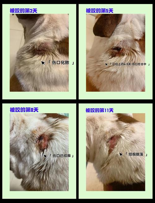 狗打架被咬伤用什么药